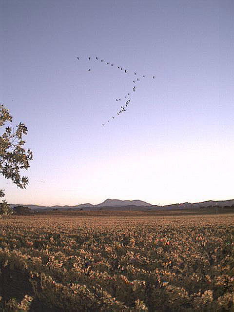 vineyard_and_geese