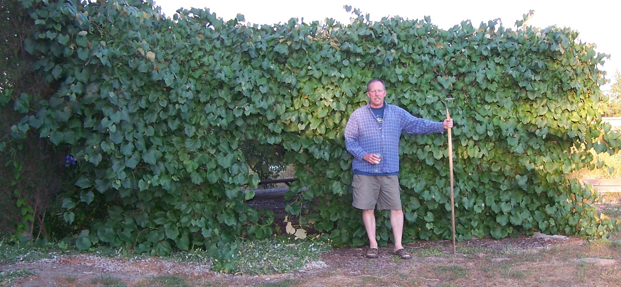 grape-arbor-2009