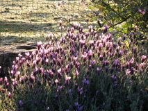 IMG_0188.JPG