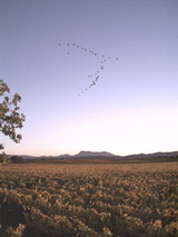 vineyard_and_geese
