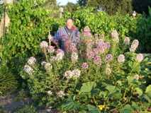 flowers-and-squash-2009