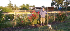 rose-row-2009